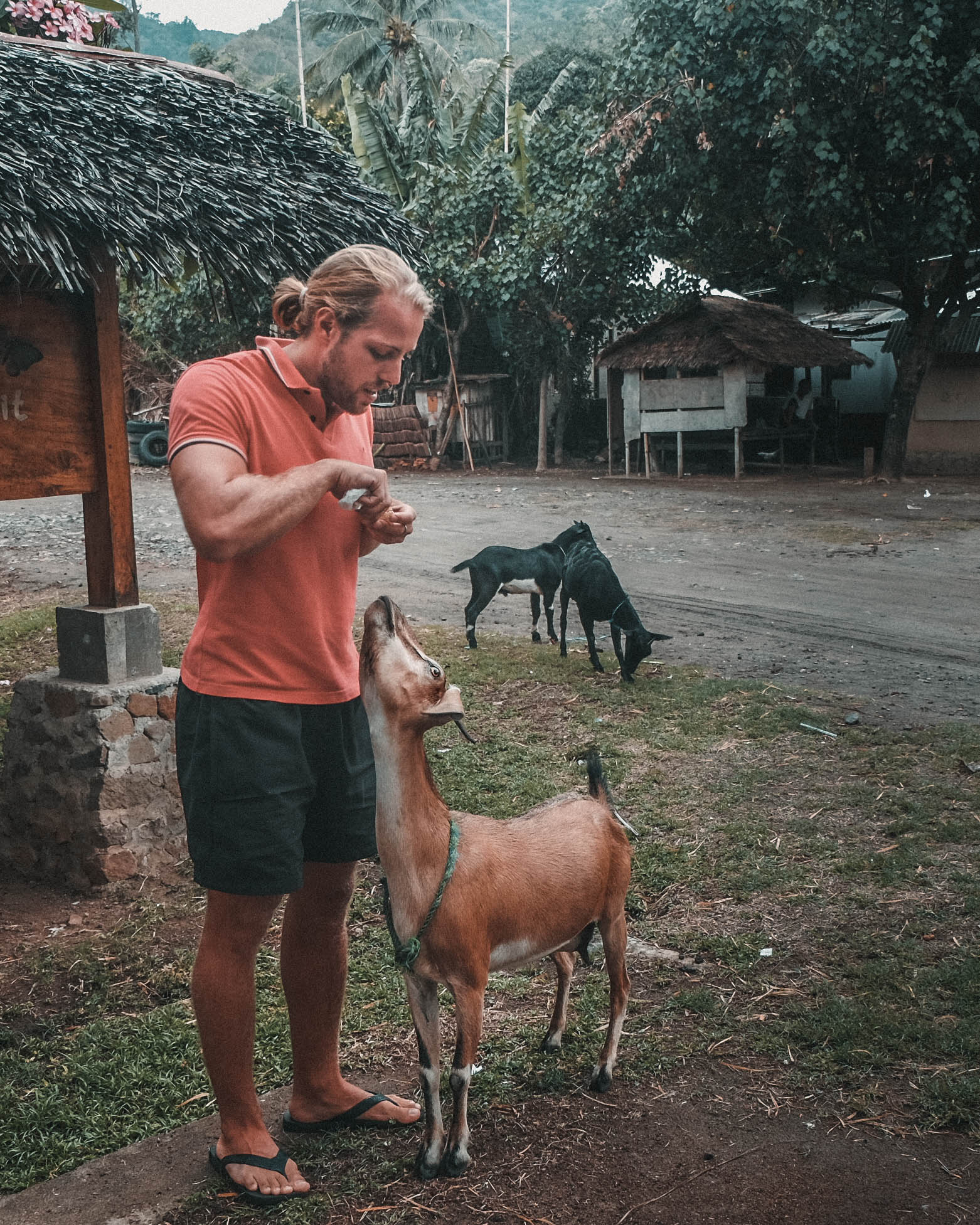 goat feeding