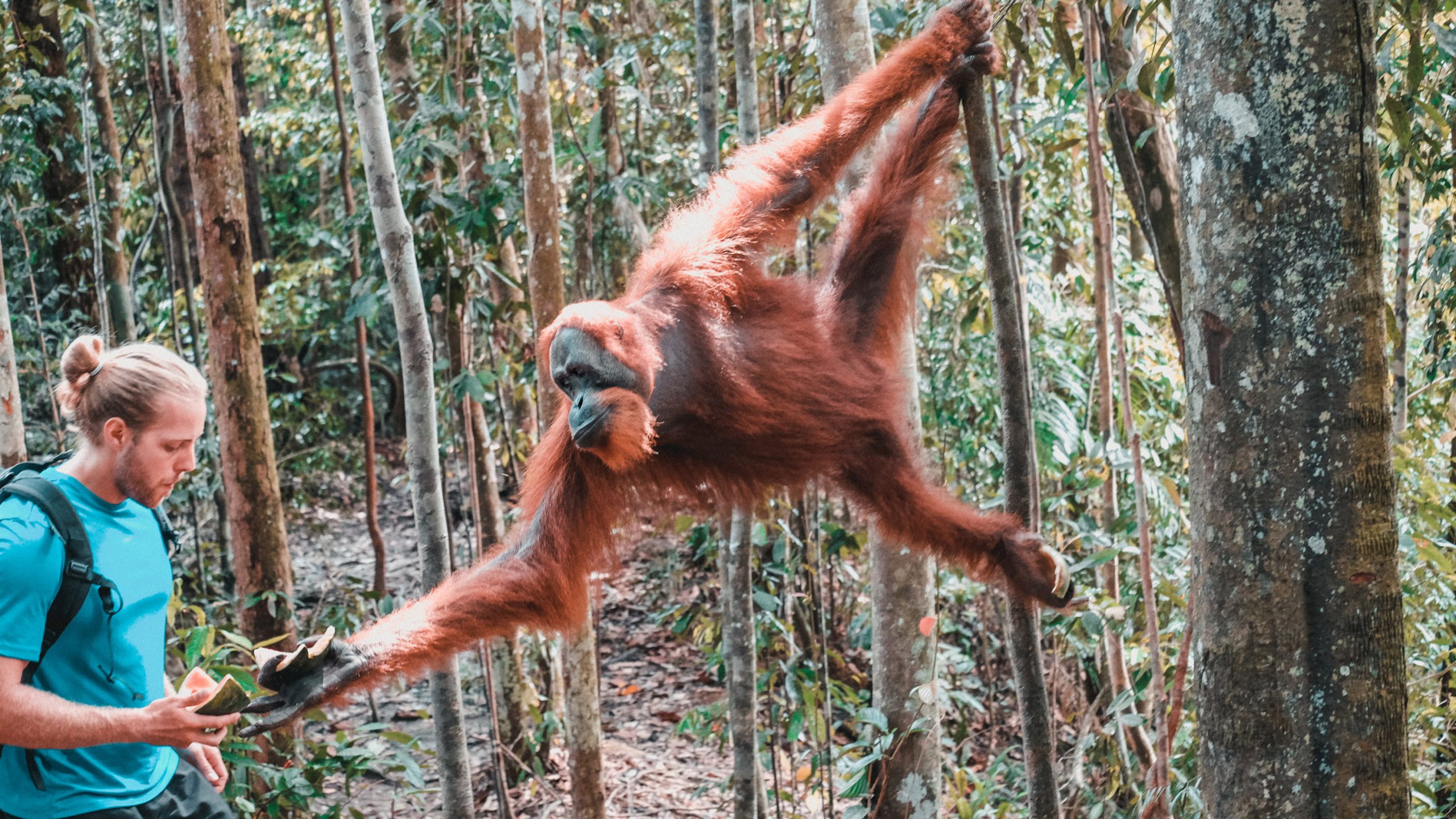 orangutan tour sumatra